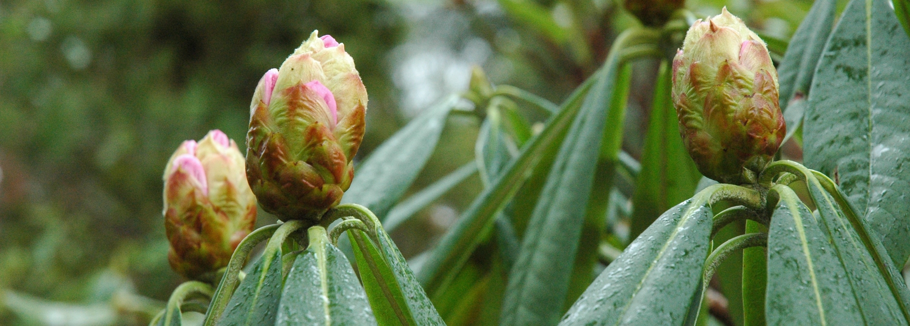 Calophytum